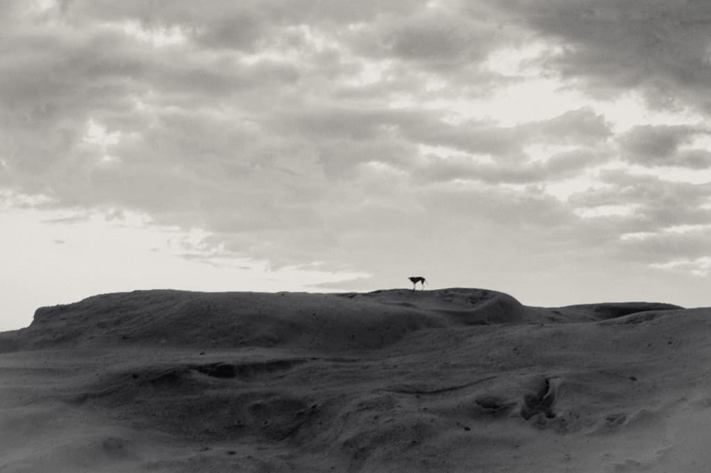 A lone cow standing on a low dune under a heavy sky.