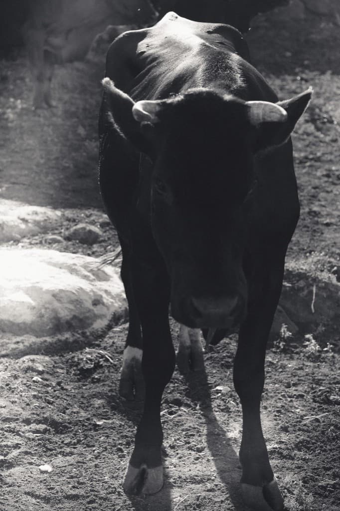 A black cow walking toward the camera.
