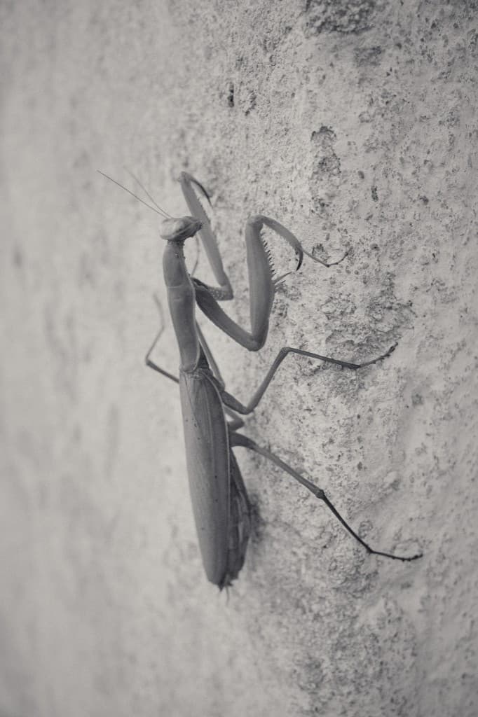 A praying mantis on a rough wall.
