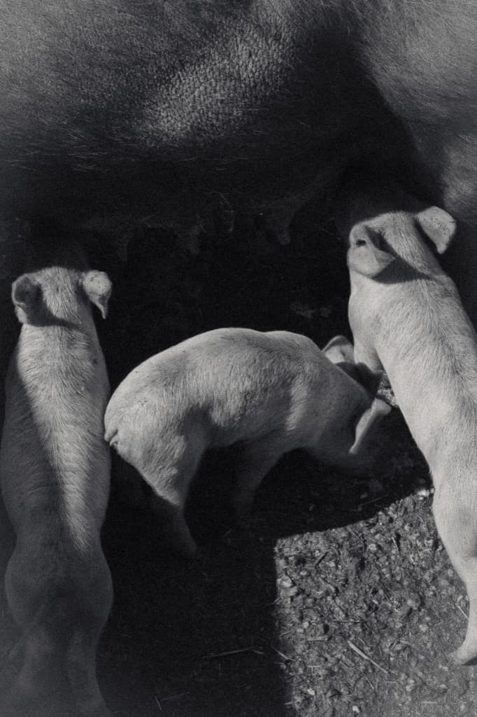 Piglets pressed against their mother.