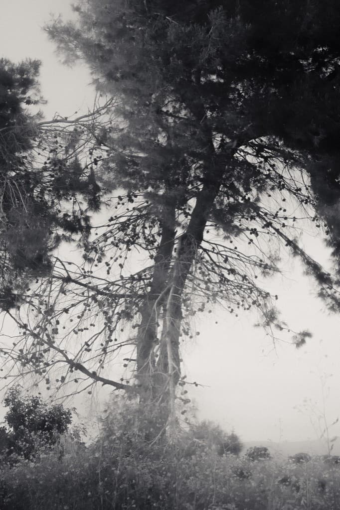 A pine heavy with cones against a pale sky.