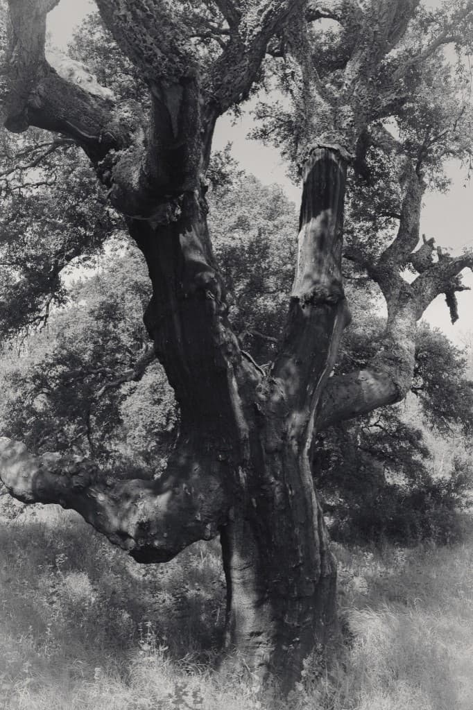 An old cork oak, trunk twisted.