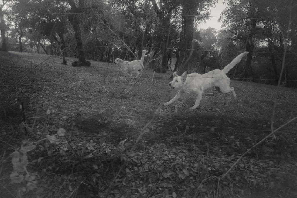 Two white dogs running through an olive grove.